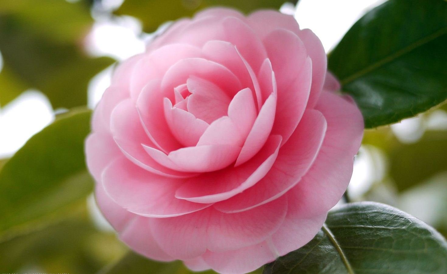 45 Pretty Flowers in the World with the Names and Pictures