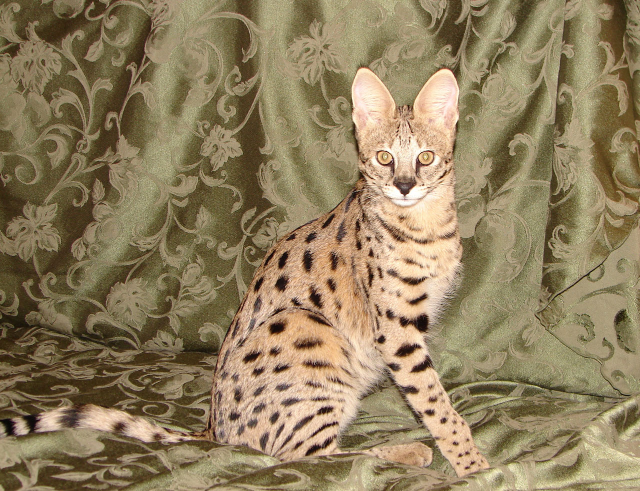Savannah Cat Characteristics, Prices and Pictures