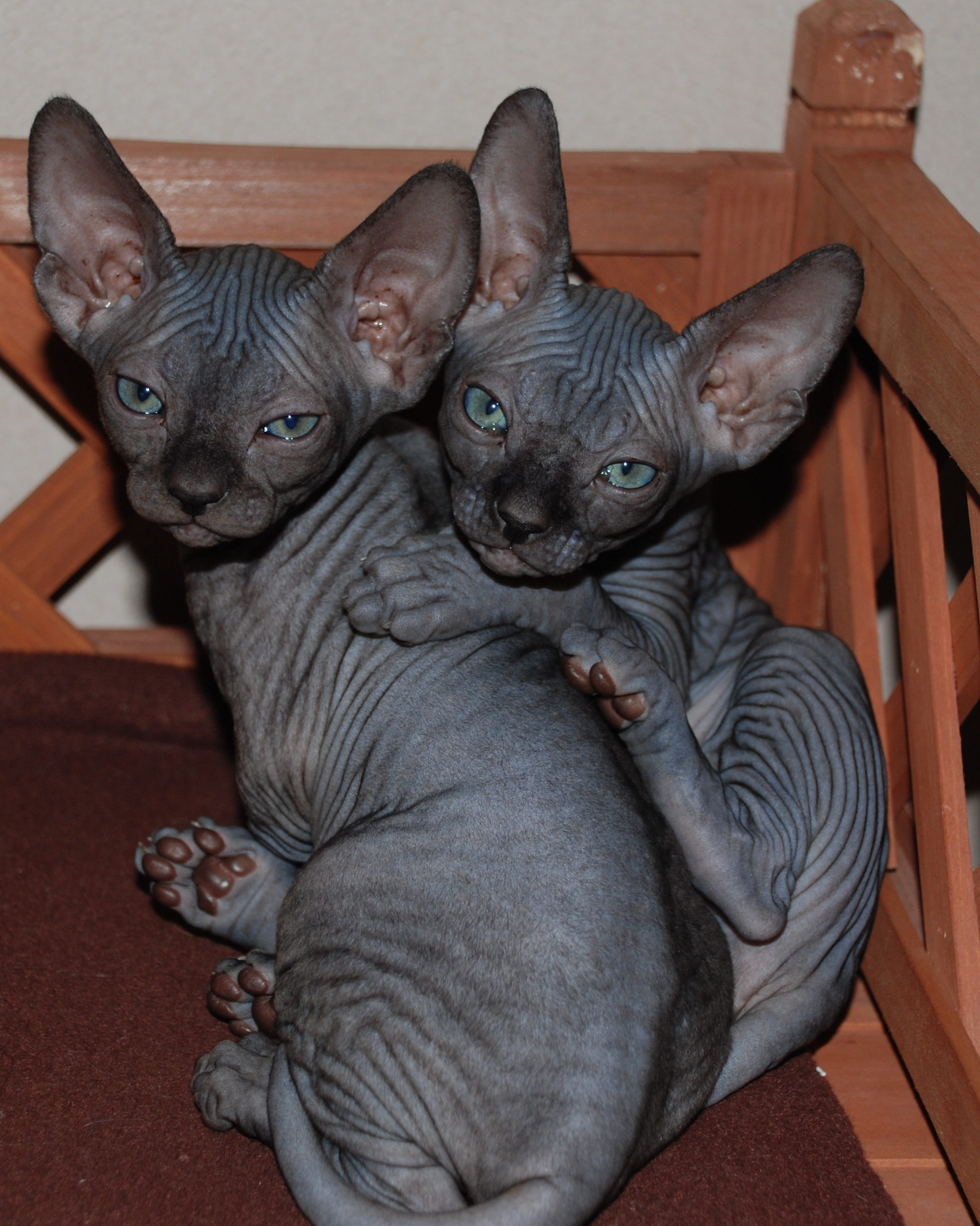 The Sphynx Cats Characteristics, History and Pictures