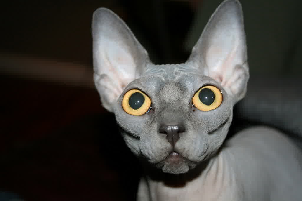 The Sphynx Cats Characteristics, History and Pictures