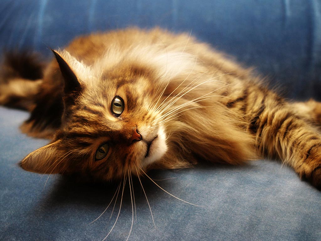 Maine Coon Cat Personality, Characteristics and Pictures - InspirationSeek.com