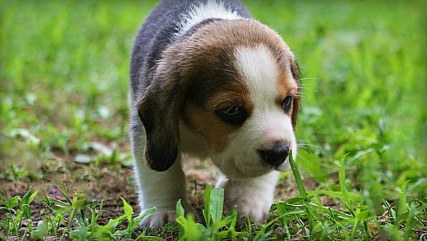 Beagle Puppy Training in Garden. @beaglehappy.com