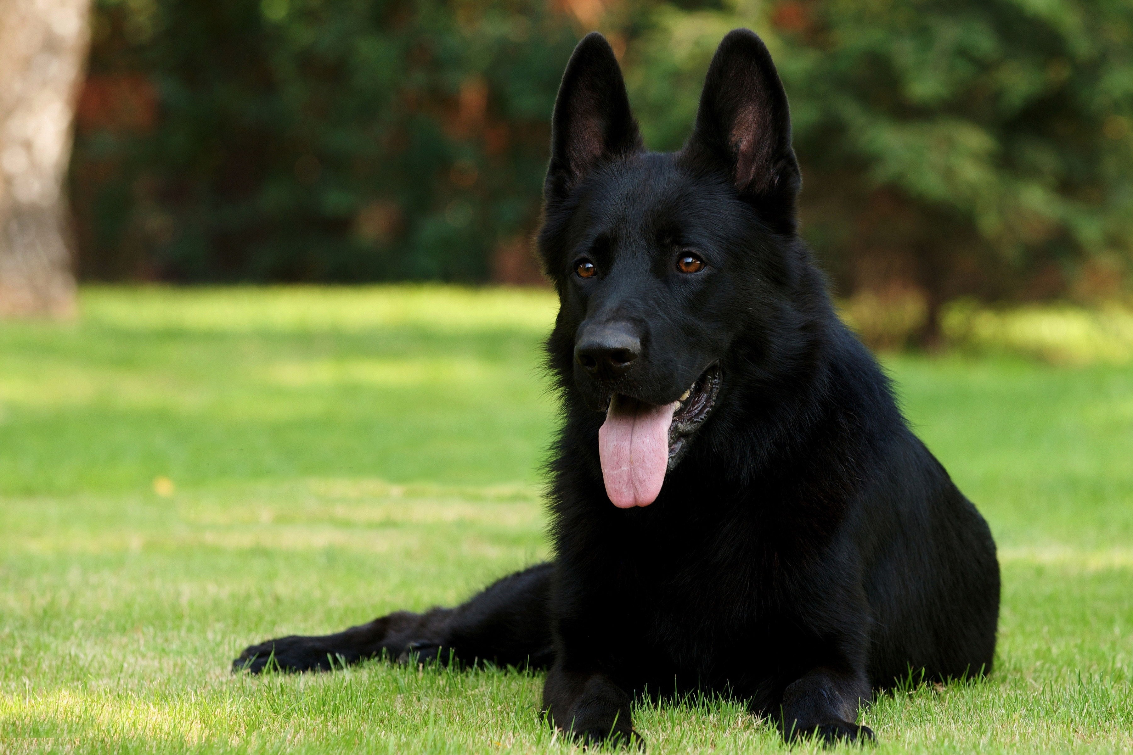 10 Facts About German Shepherd Dog You Need to Know - InspirationSeek.com
