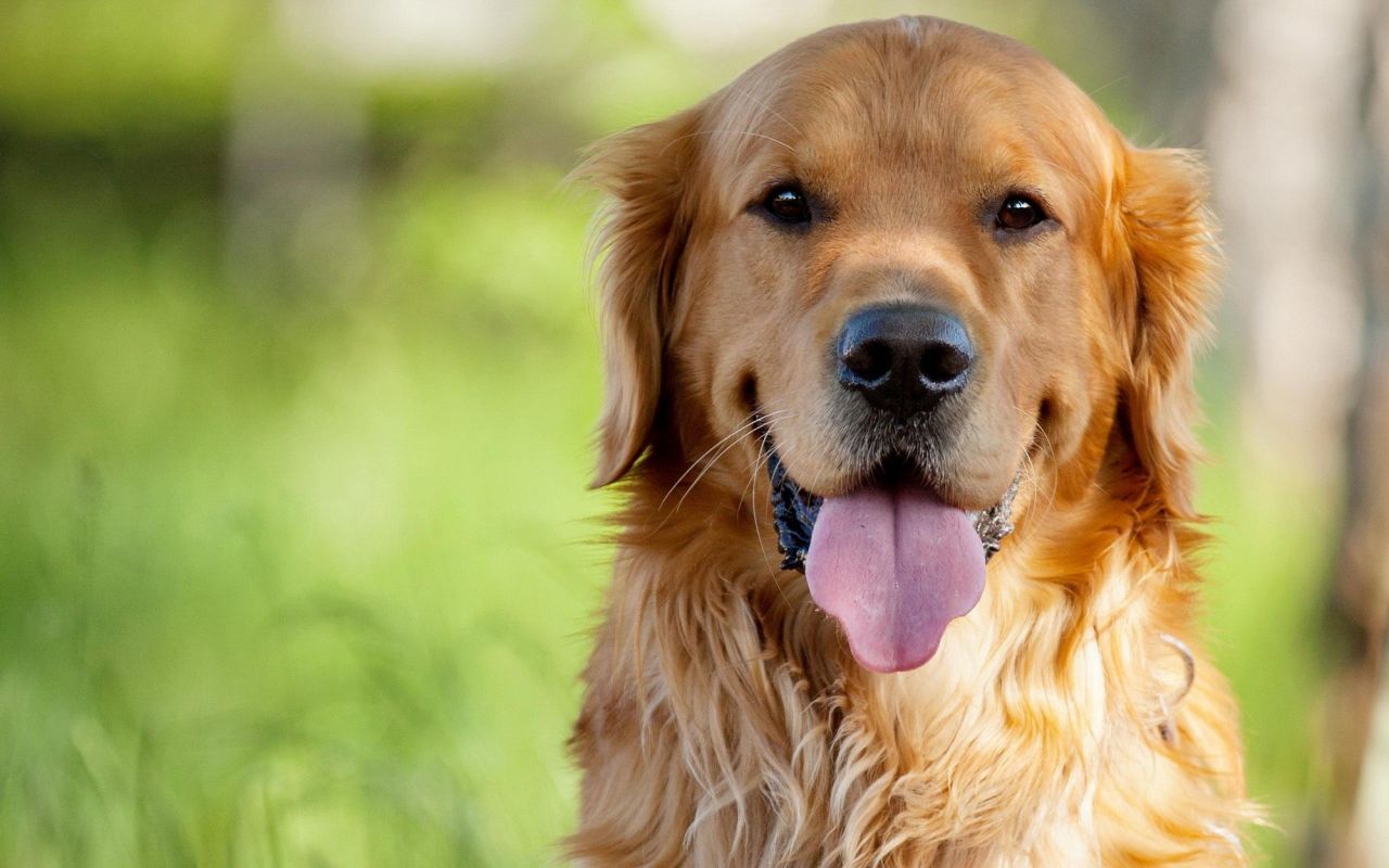 Golden Retriever Dog : Temperament, Exercise and Pictures