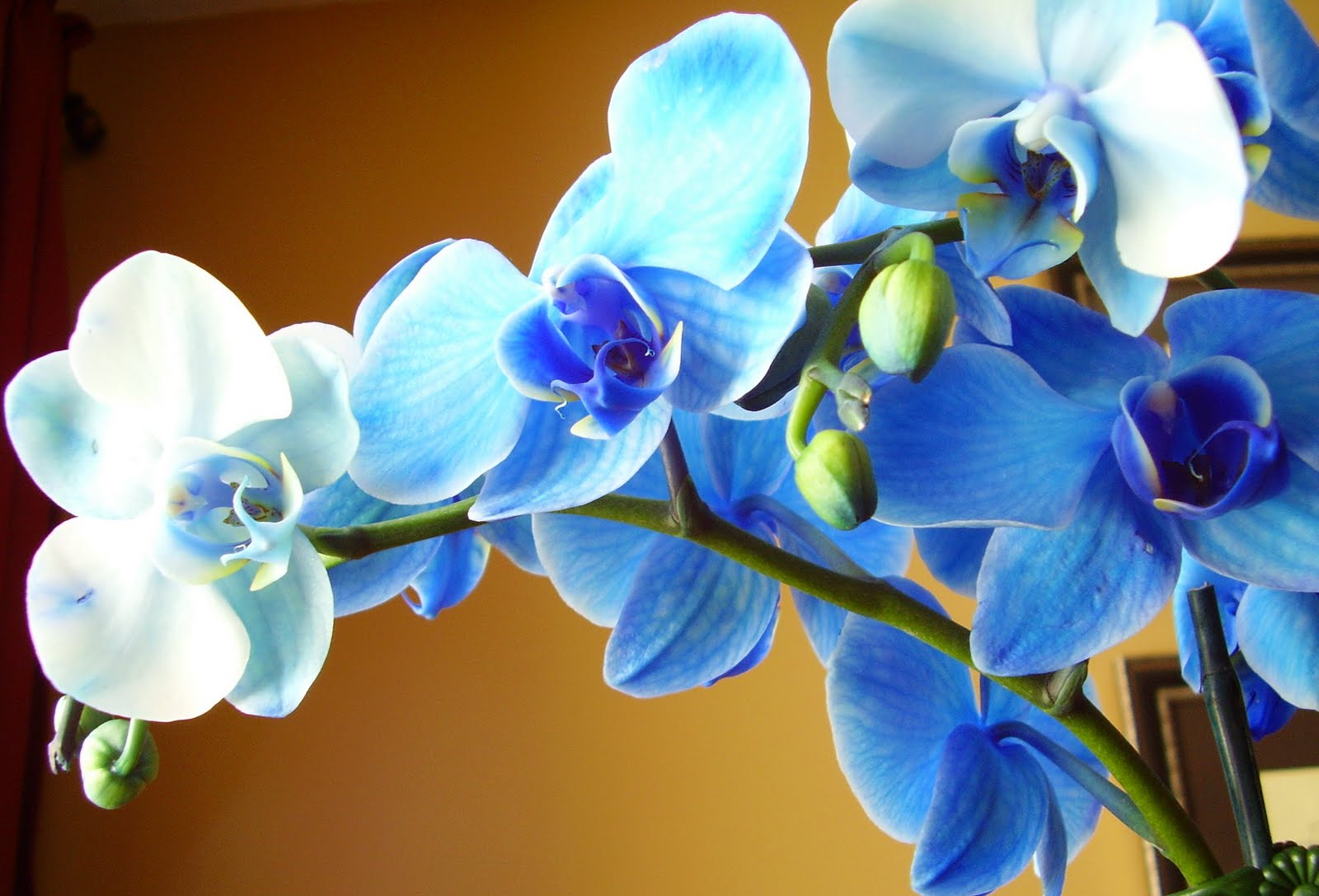 Types Of Blue Orchids