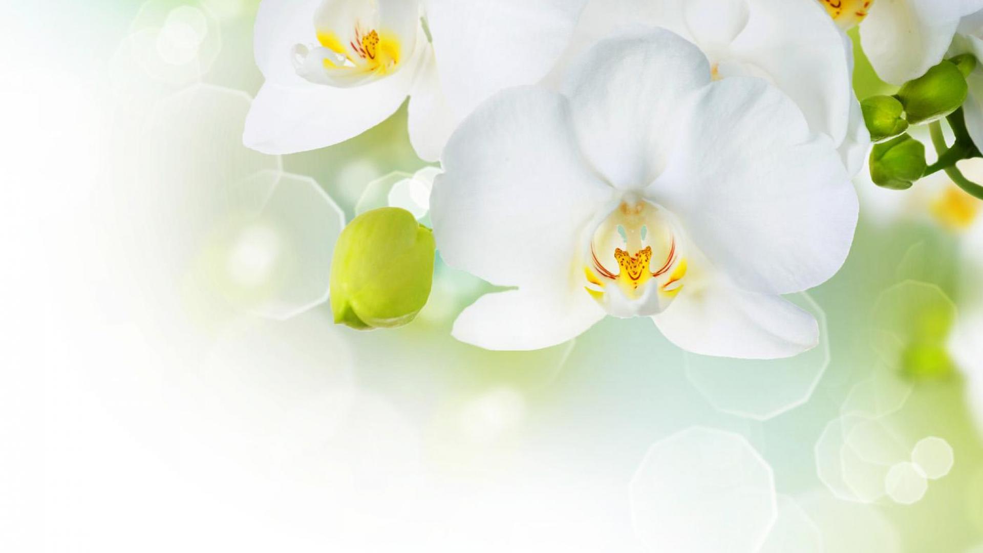 Beautiful-White-Orchid-Flower-Wallpaper.jpg