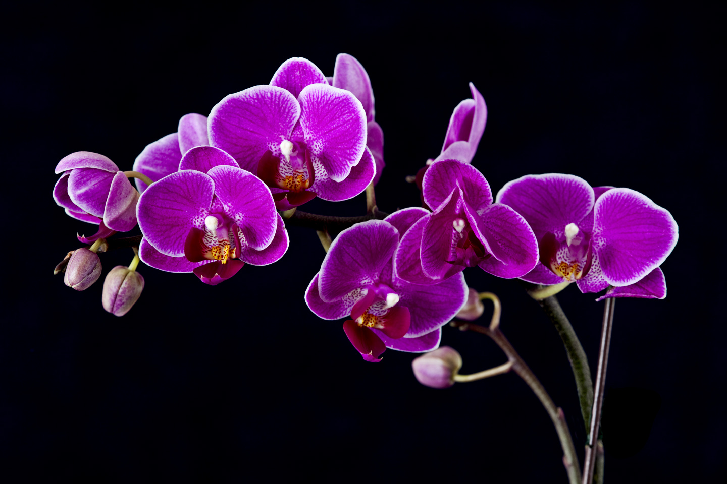 Types Of Purple Orchids