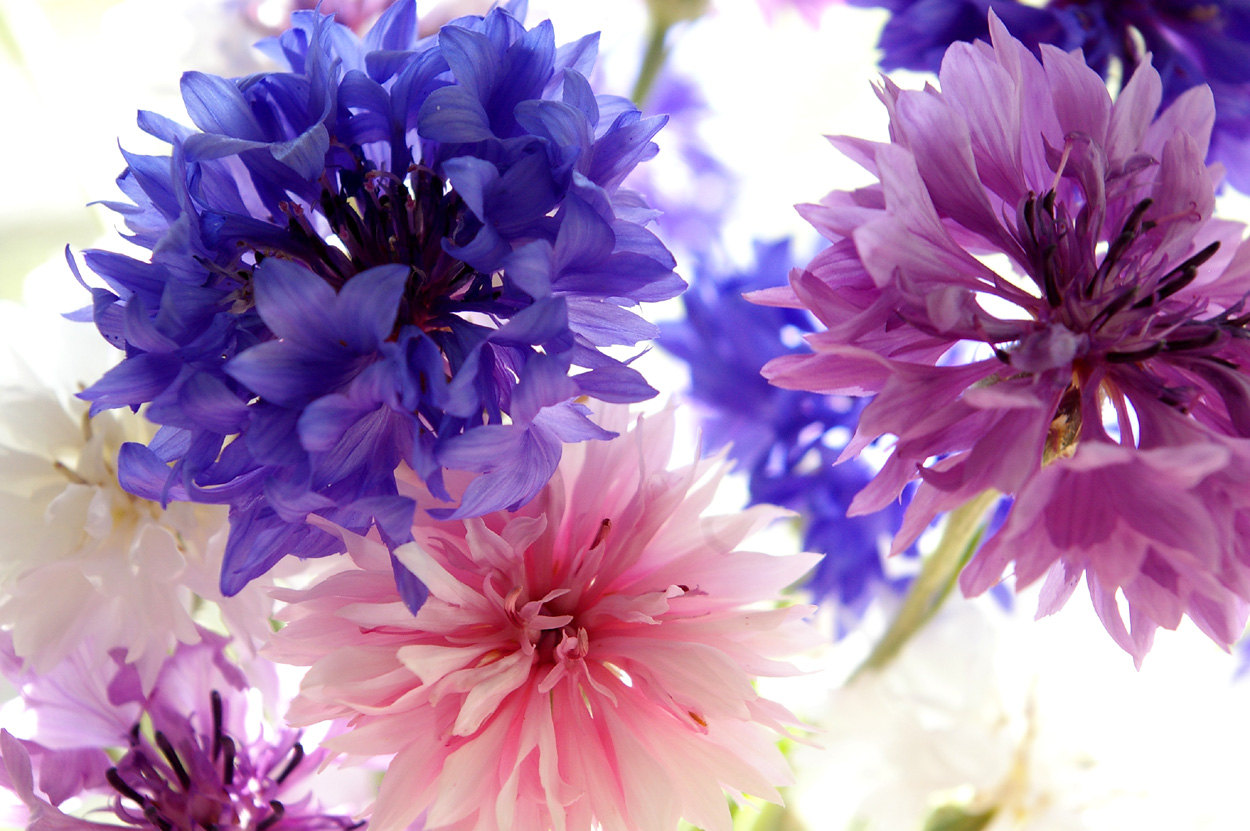 45 Pretty Flowers in the World with the Names and Pictures ...