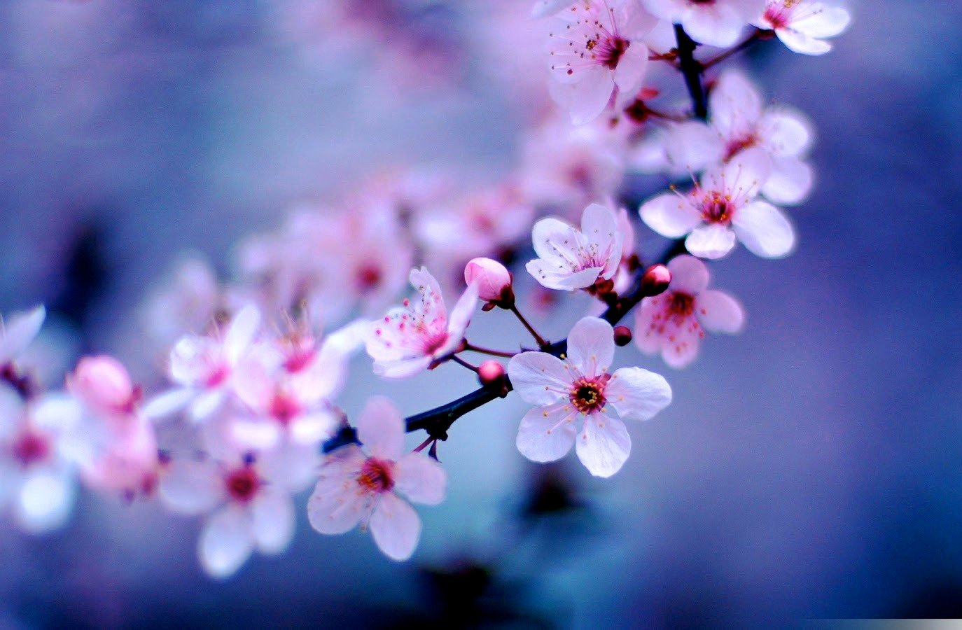 25 Fresh Pretty Pictures Flowers   Cherry Blossom Pretty Flowers Pictures 