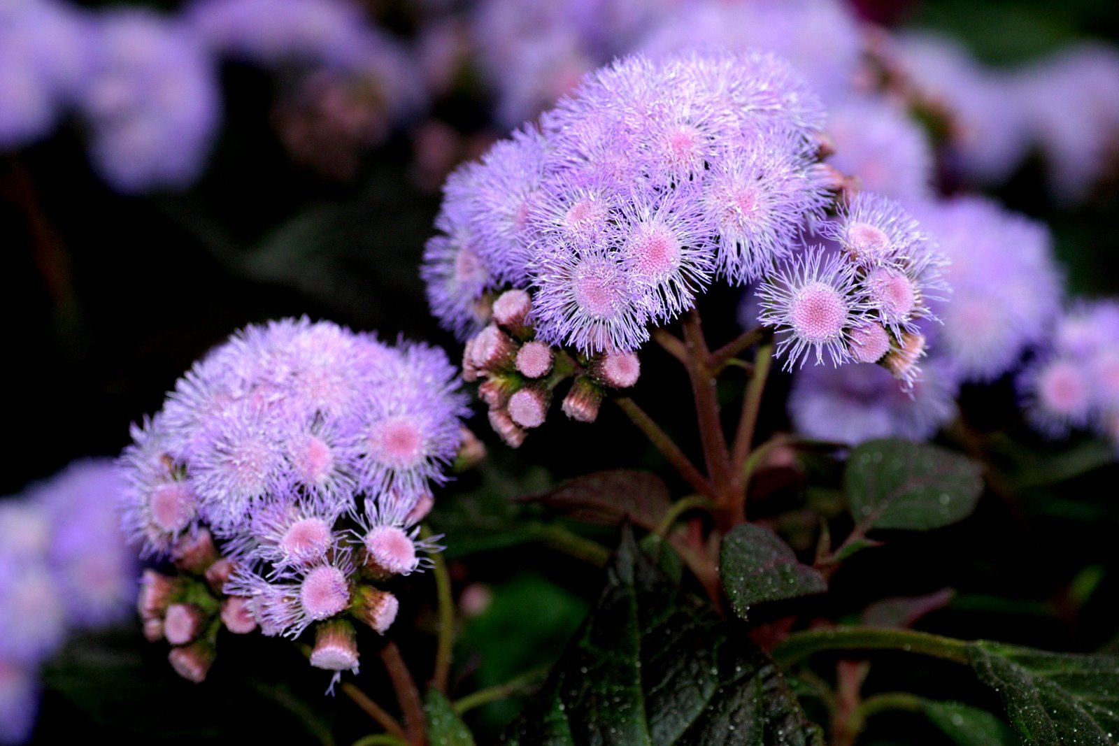 45 Pretty Flowers in the World with the Names and Pictures