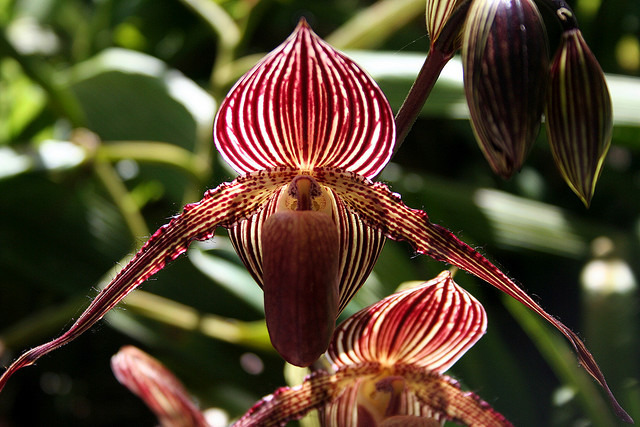 Gold of Kinabalu Orchid