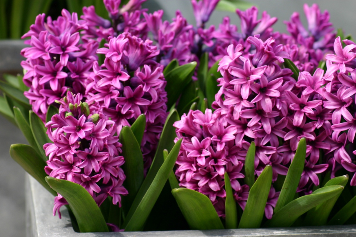 Hyacinth Beautiful Flowers Pictures