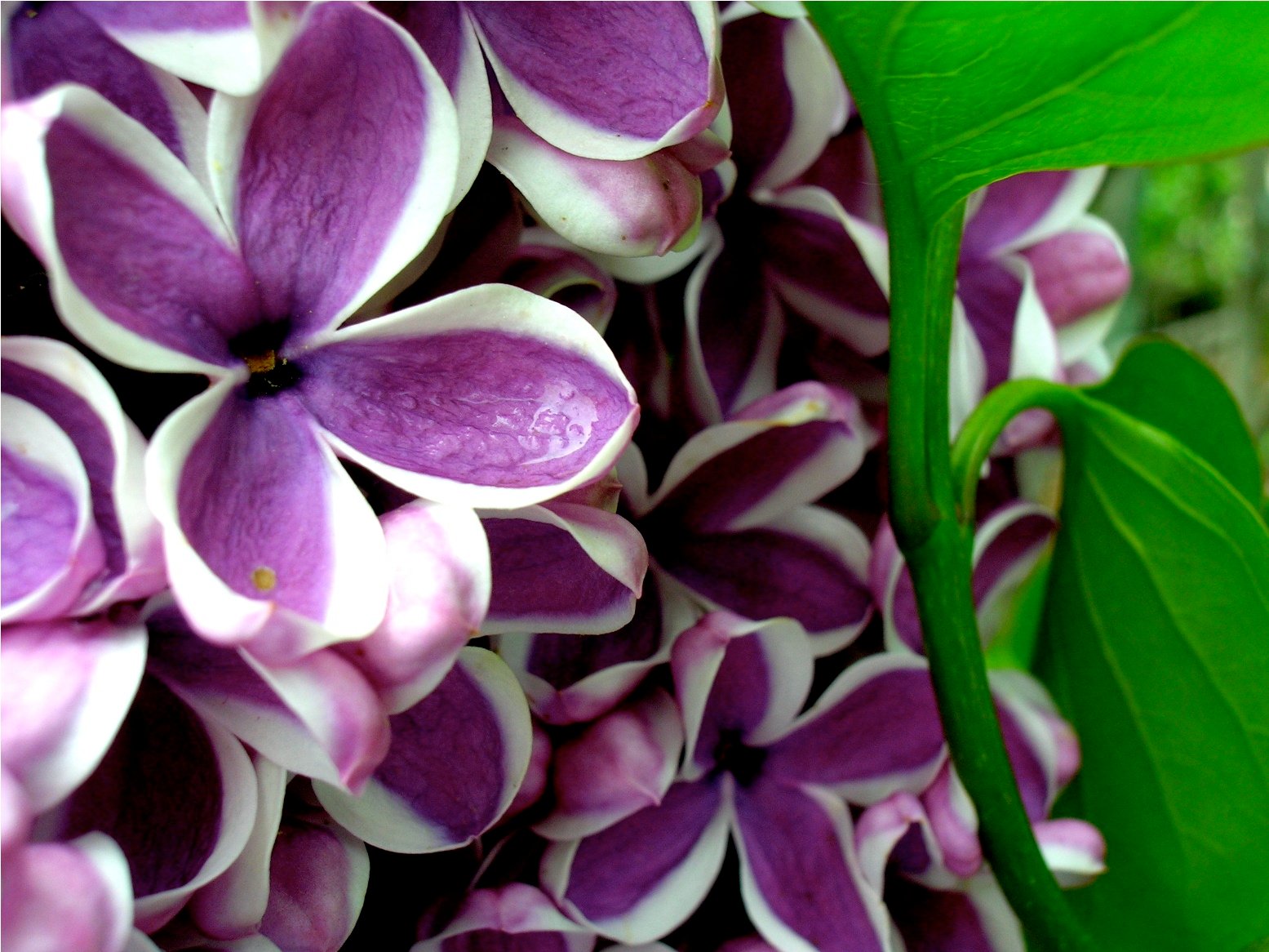 Lilac Pretty Flowers Pictures