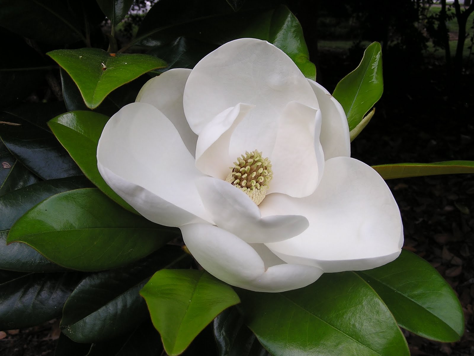 Magnolia Pretty Flowers Pictures