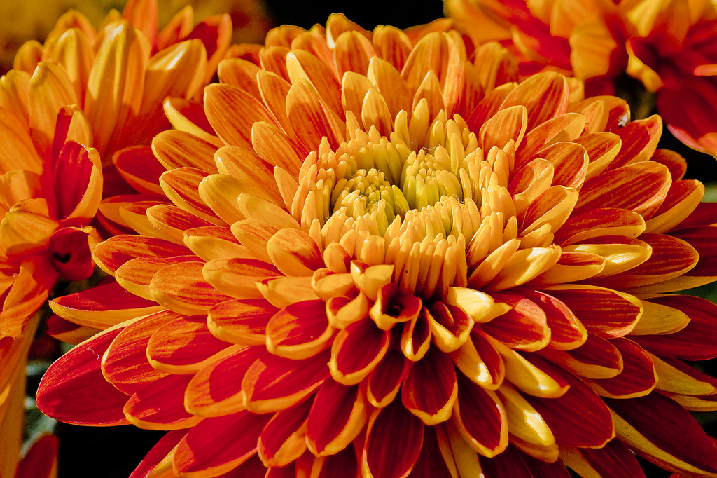Orange Mum Beautiful Flower