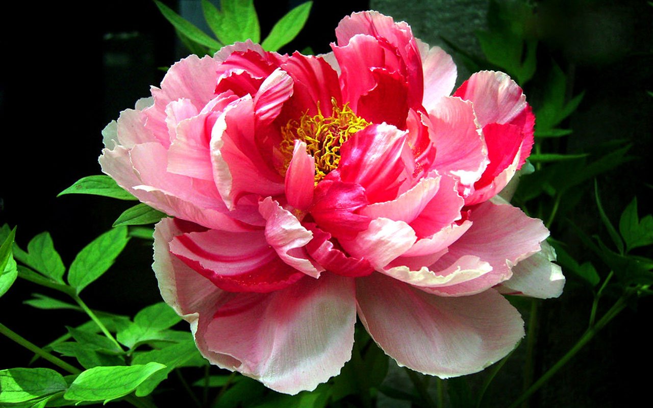 Peony Flowers