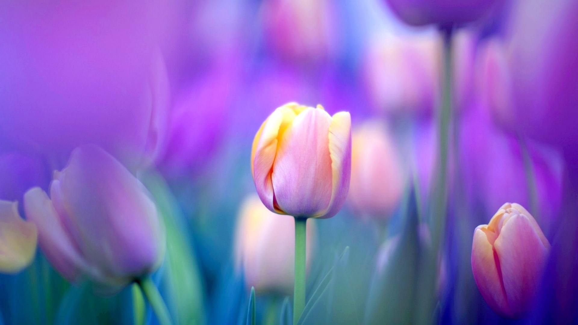 Purple Tulip Flower