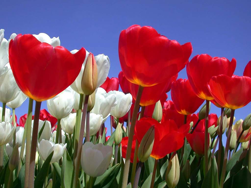Red Tulip and White Tulip Wallpaper
