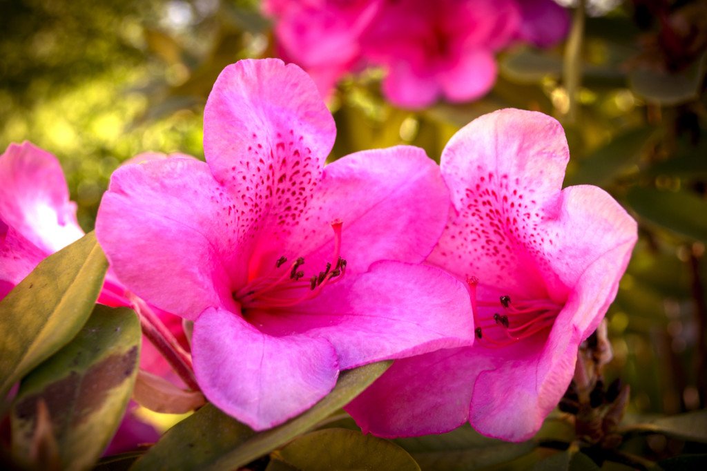 45 Pretty Flowers in the World with the Names and Pictures