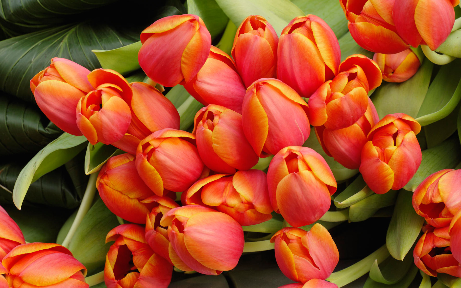 Tulip Flower Melodi