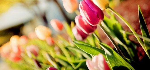 Tulip Flower Photography Wallpaper