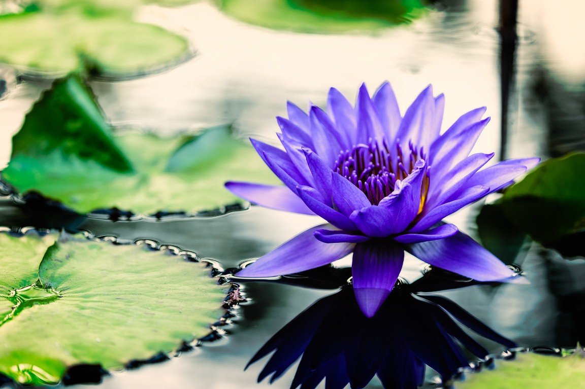 Water Lily Pretty Flowers