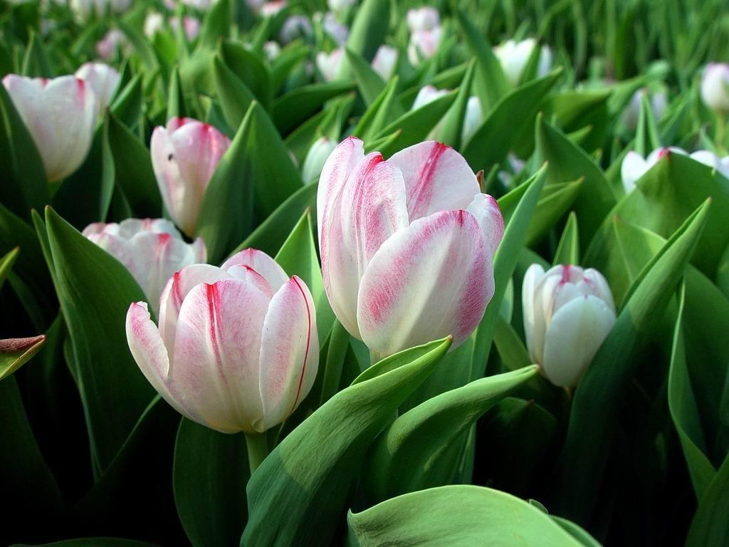 White Tulips Wallpaper