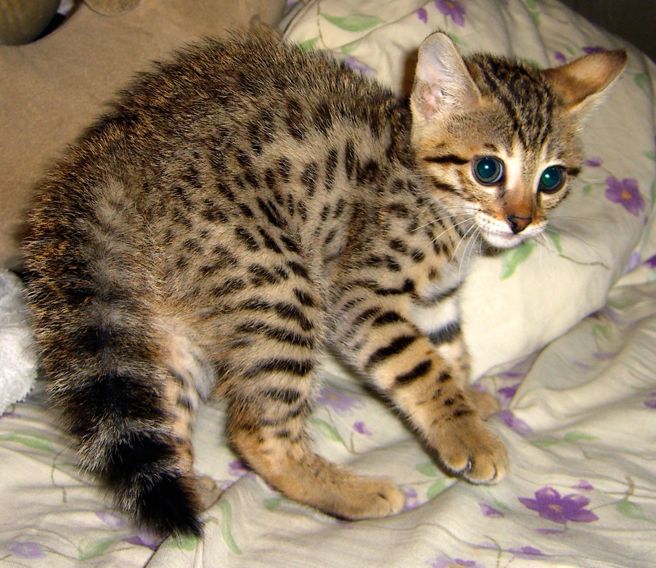 Savannah Cat Characteristics, Prices and Pictures ...
