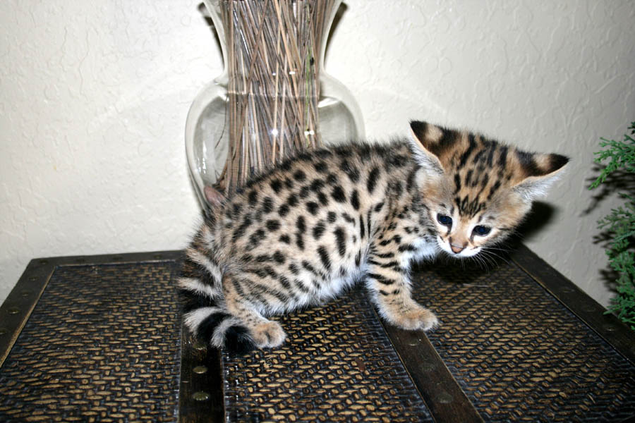 savannah cat for sale