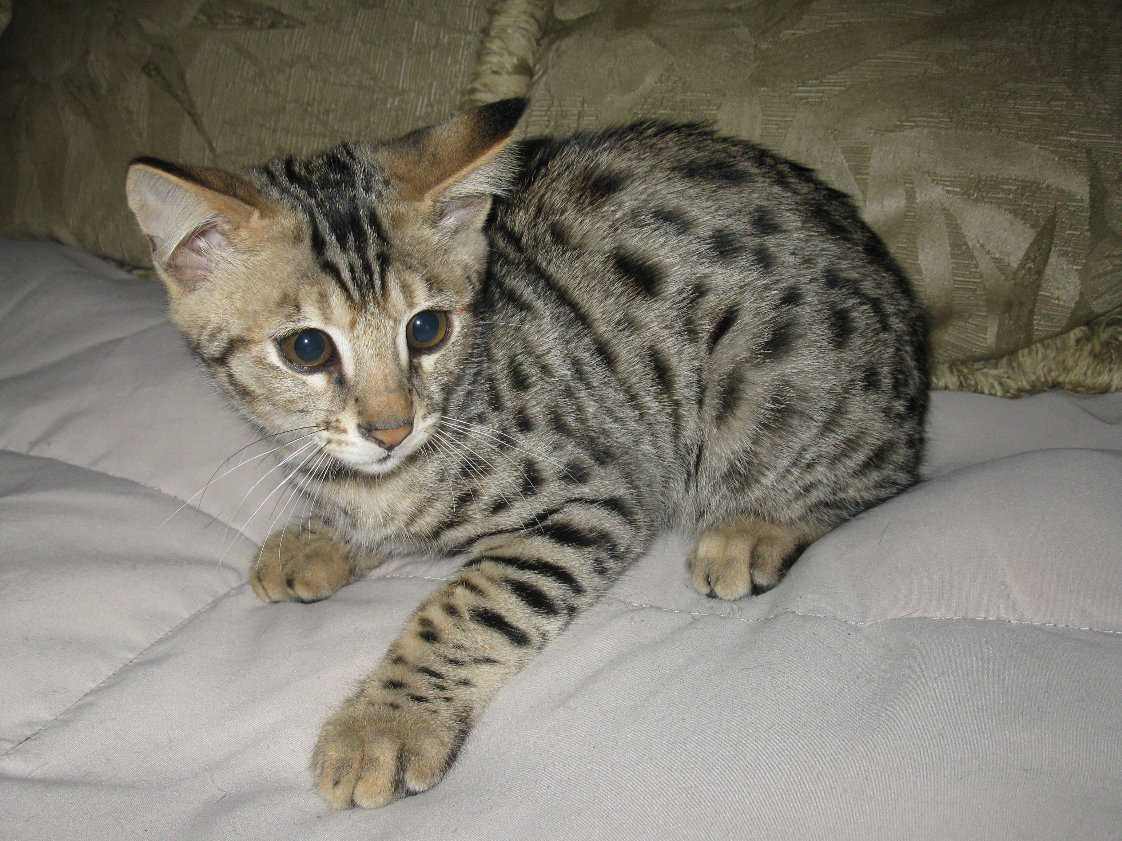 Savannah Cat Characteristics, Prices and Pictures ...