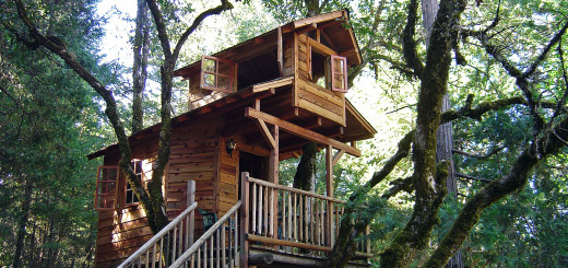Tree House Design Ideas
