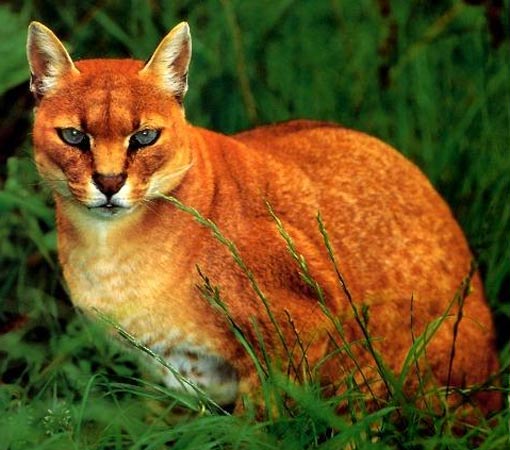 African Golden Cat Characteristics and Pictures 