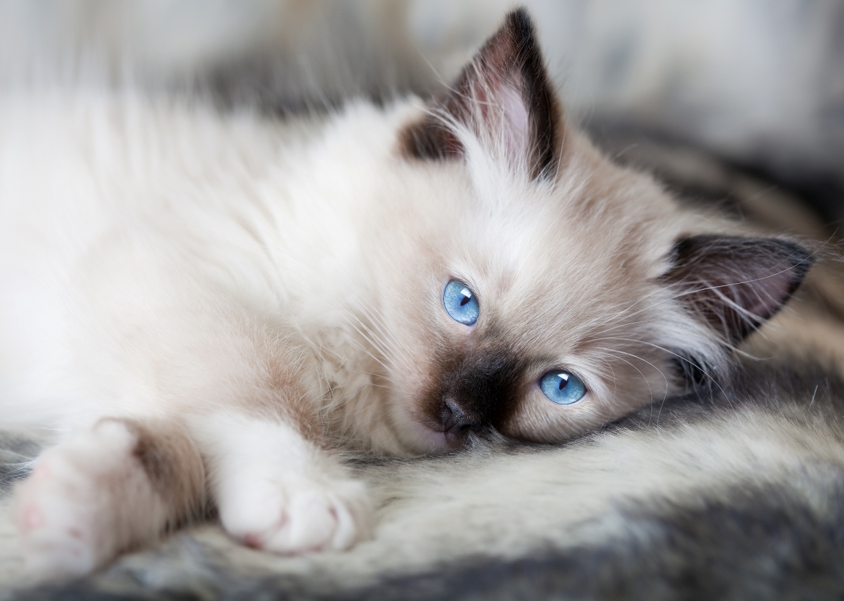 17 HQ Pictures Lynx Ragdoll Cat Personality - Ragdoll Cat Personality - What Traits & Temperament ...