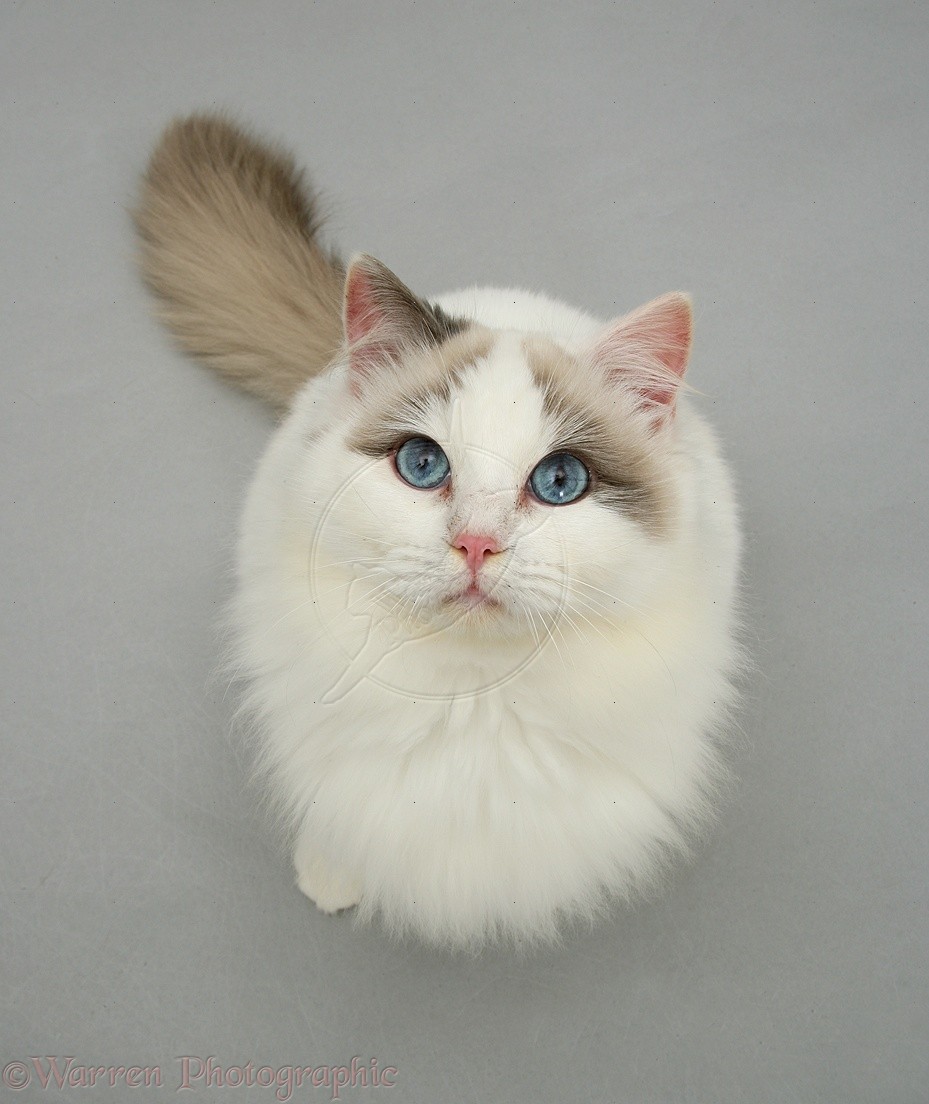Тряпичный кот фото — Каталог Фото