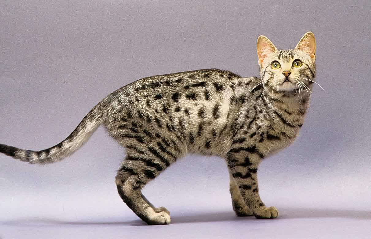 Bengal Cat One of The World's Most Expensive Cat ...
