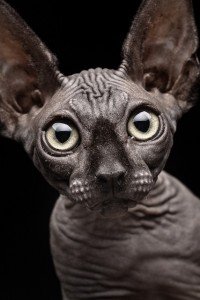 The Sphynx Cats Characteristics, History and Pictures - InspirationSeek.com