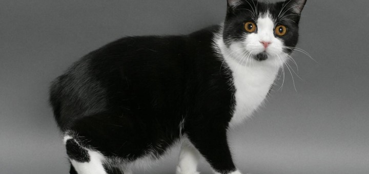 Black and White American Wirehair Cat Pictures