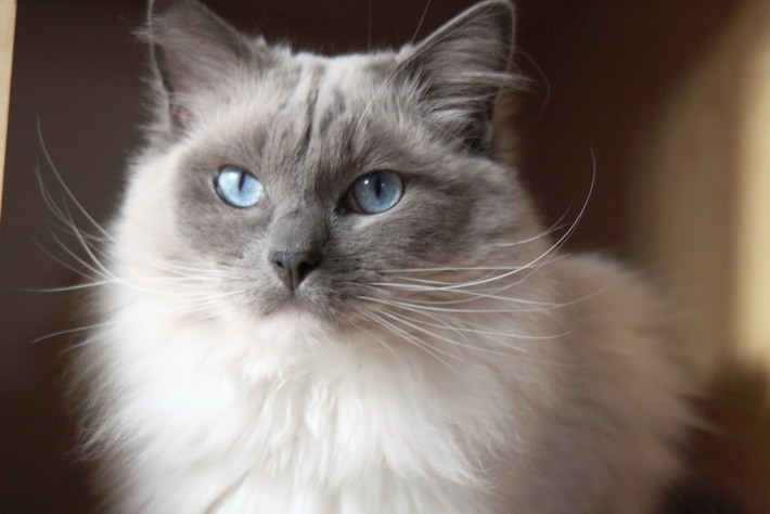 Ragdoll Cat Personality, Characteristics and Pictures - InspirationSeek.com