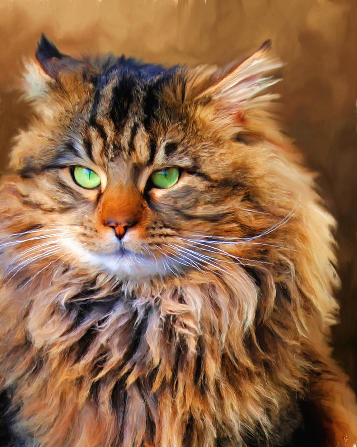 Maine Coon Cat Personality, Characteristics and Pictures