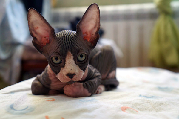 The Sphynx Cats Characteristics, History and Pictures ...