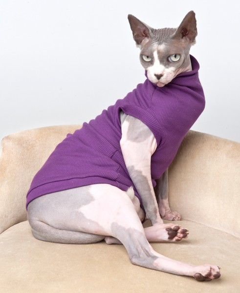 Cute Sphynx Cat with Purple Clothes