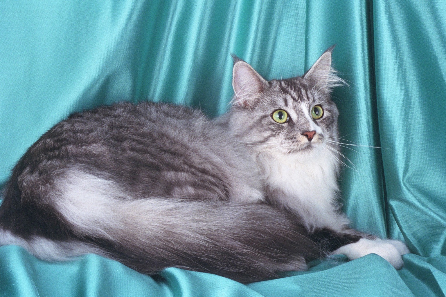 silver tabby cat maine coon female