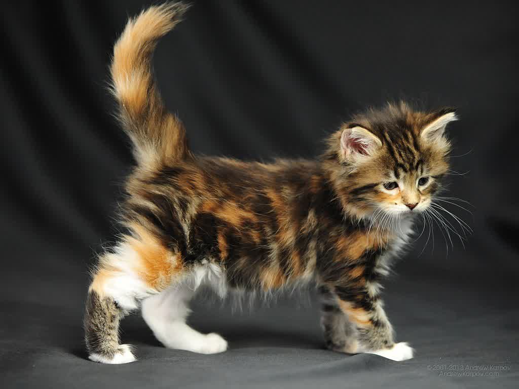 Maine Coon Cat Personality, Characteristics and Pictures ...
