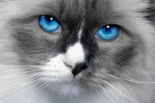 Ragdoll Cat Personality, Characteristics and Pictures 