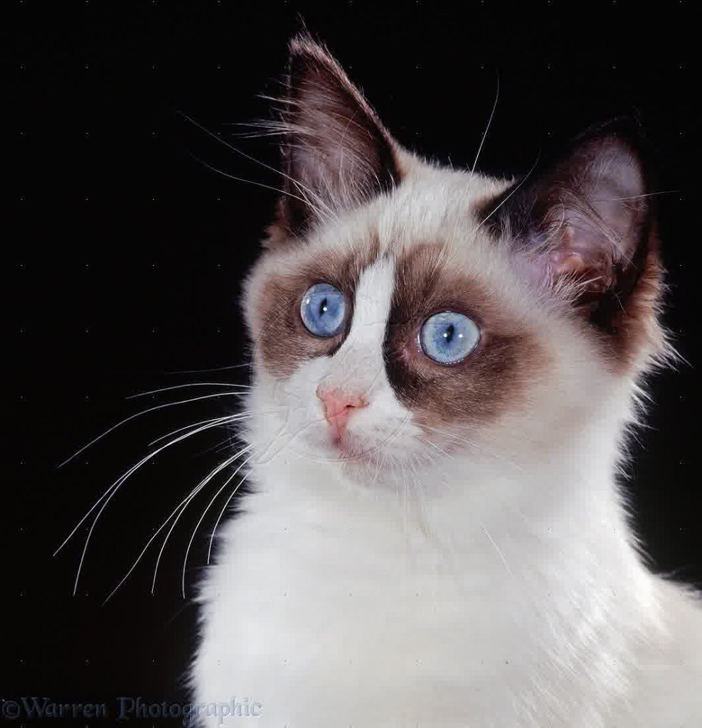 RAGDOLL CAT CHARACTERISTICS visual data 2