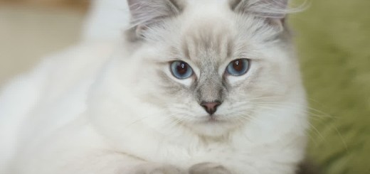 Ragdoll Cat Pictures