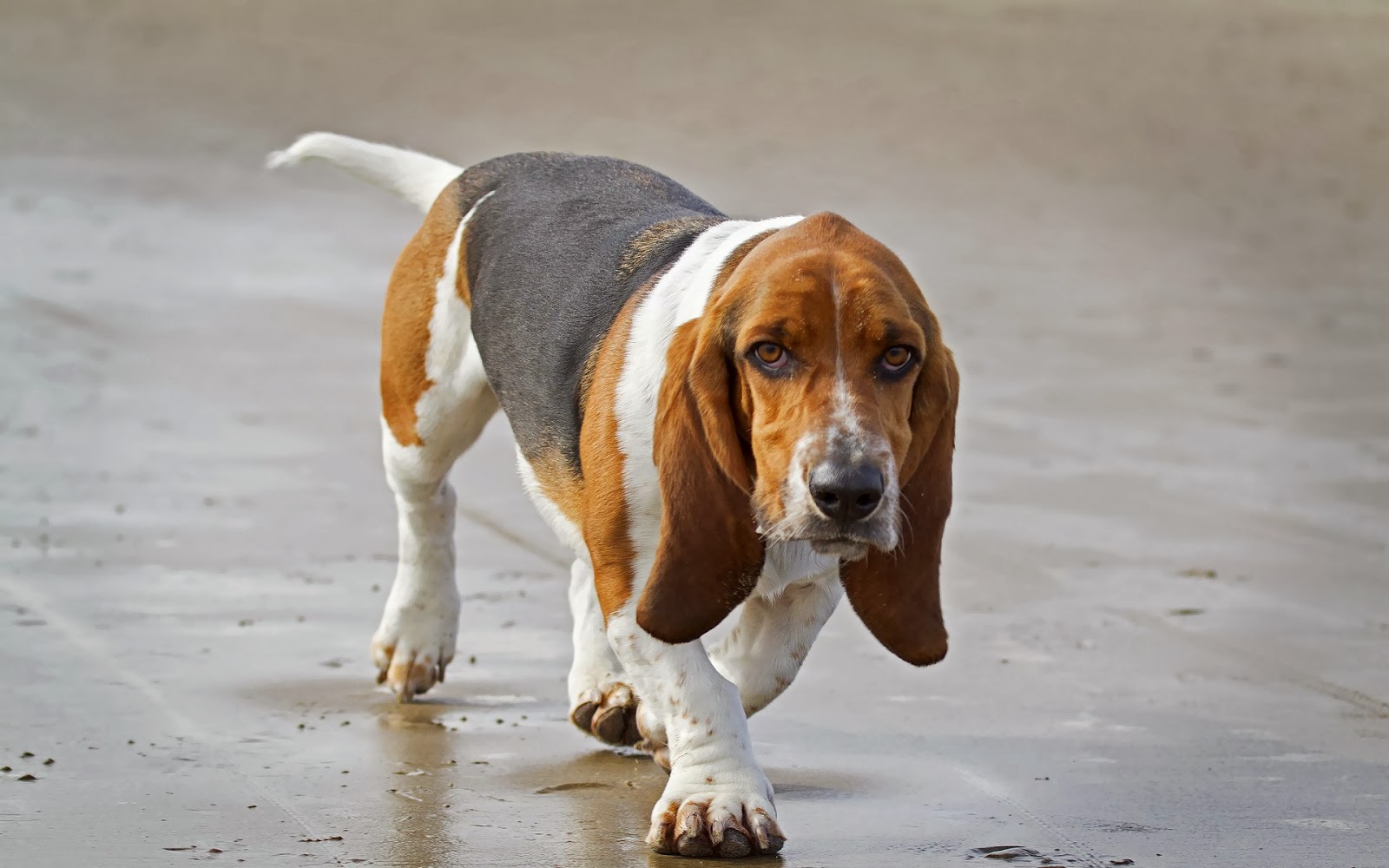 Beagle Dogs : Temperament, Exercise and Grooming - InspirationSeek.com