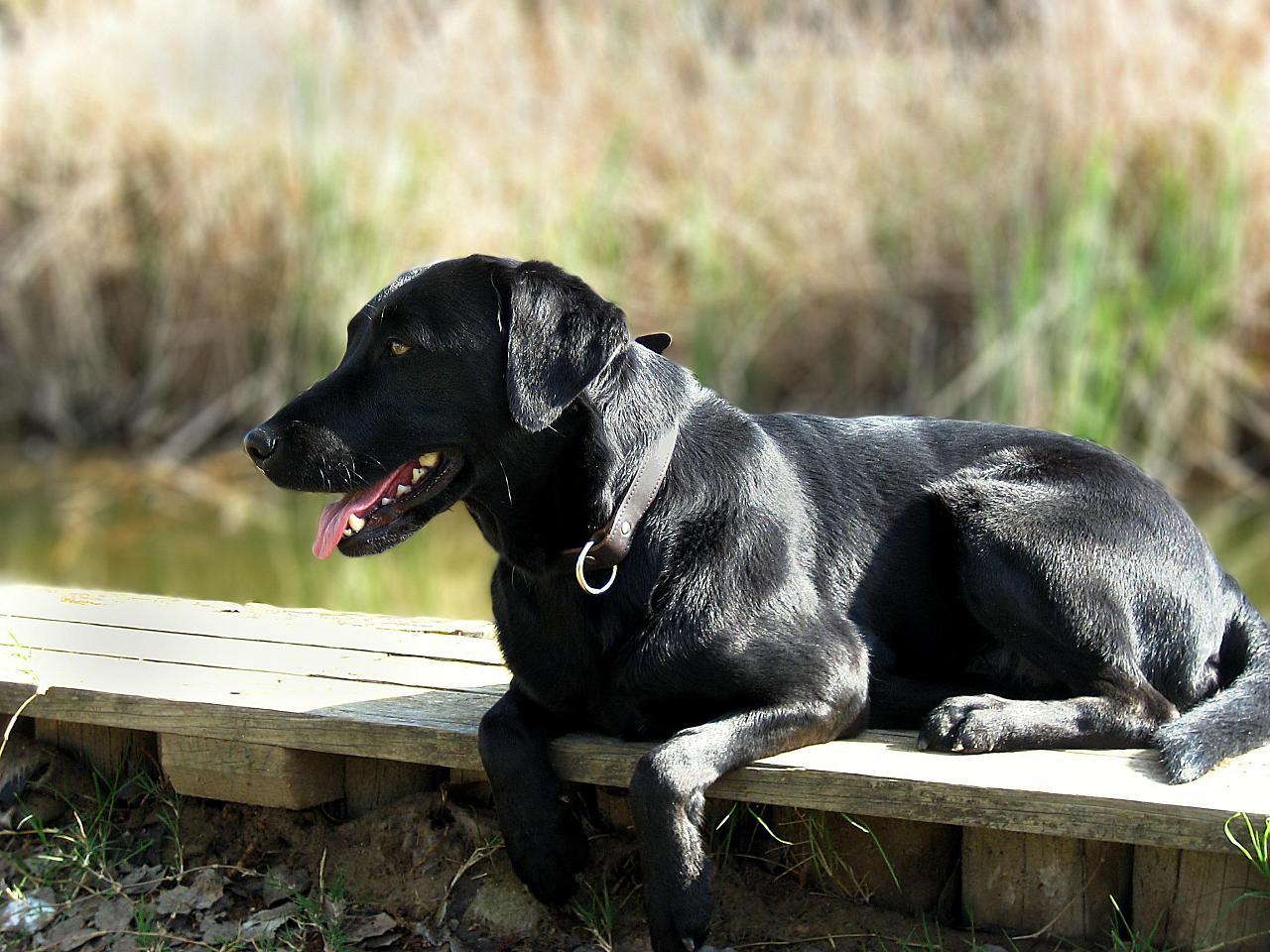 Labrador Retriever Dog : Characteristics, Temperament and ...