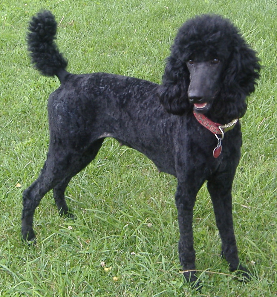 Poodle Dog Characteristics, Temperament, Grooming and 