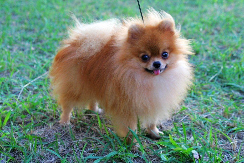 Pomeranian Dog : Temperament, Exercise and Grooming – InspirationSeek.com